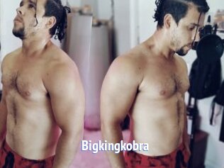 Bigkingkobra