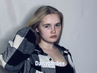 Daisygambee