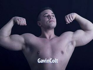 GavinColt
