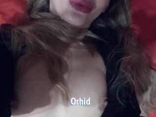 Orhid