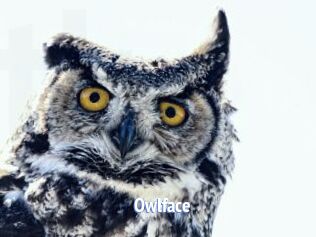 Owlface