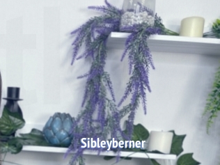 Sibleyberner