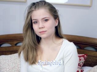 Springbird